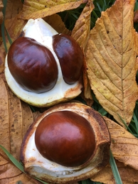 Conkers